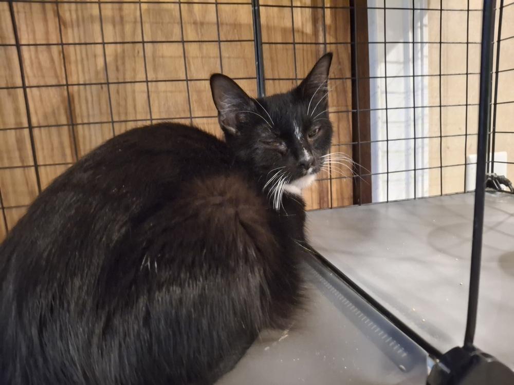 Mama Carnival P., Adoptable, Young Female Domestic Short Hair.