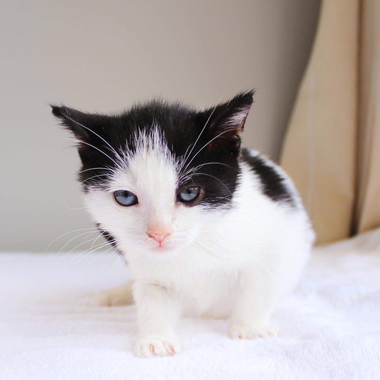Jason, Baby Male Domestic Short Hair