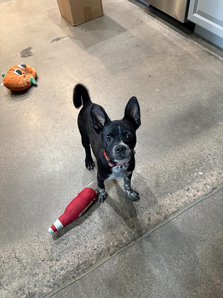 Scruff, Adoptable, Puppy Male Pug & Cattle Dog.