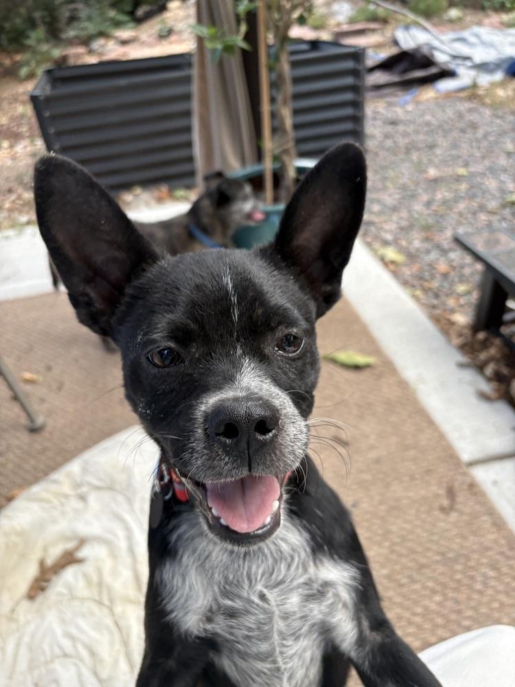 Enlarge Scruff, a Adoptable mixed breed in Aurora, CO image 6/6