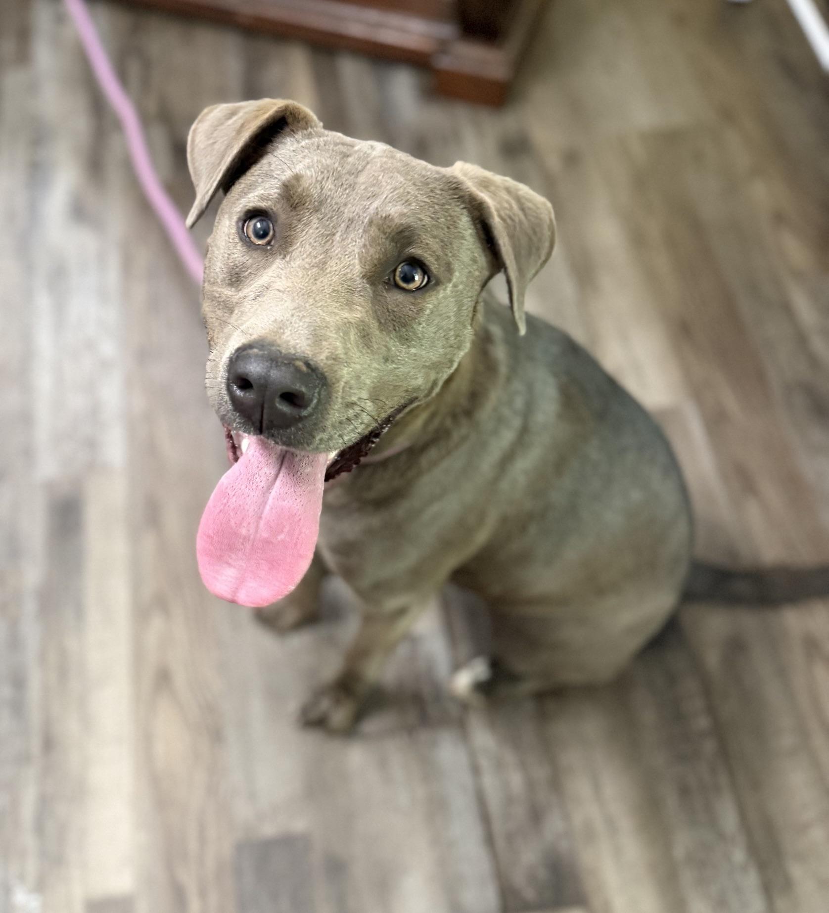 Enlarge Knight, a Adoptable mixed breed in Woburn, MA image 4/5