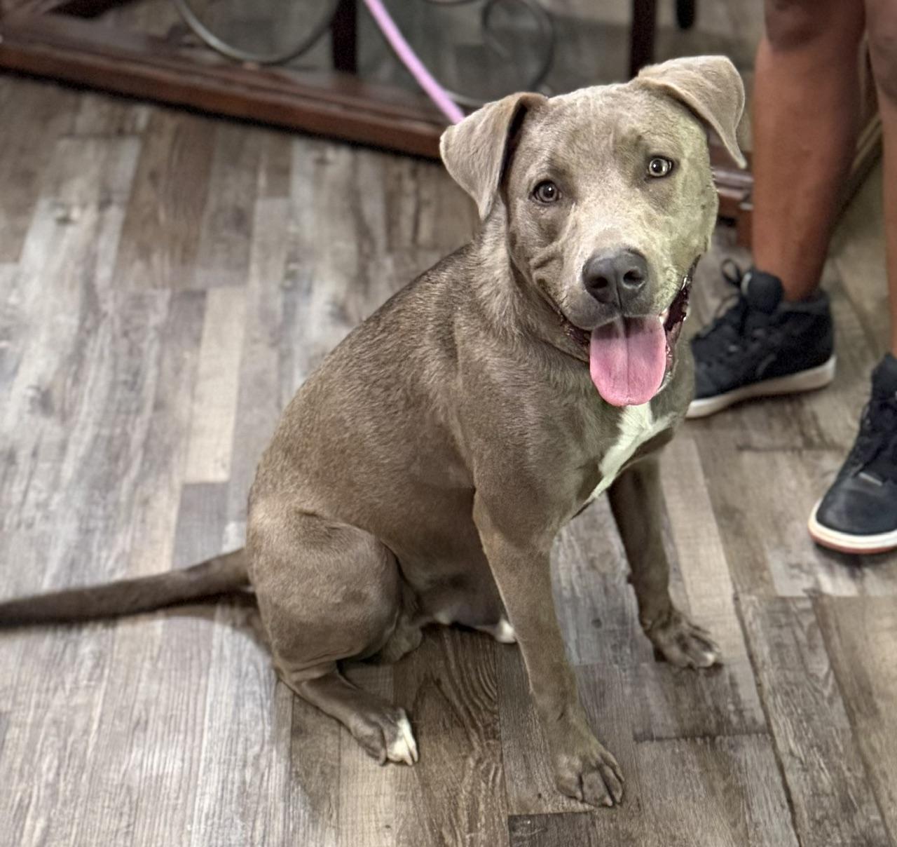 Enlarge Knight, a Adoptable mixed breed in Woburn, MA image 5/5