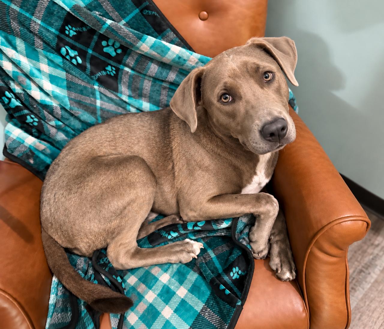 Enlarge Knight, a Adoptable mixed breed in Woburn, MA image 2/5