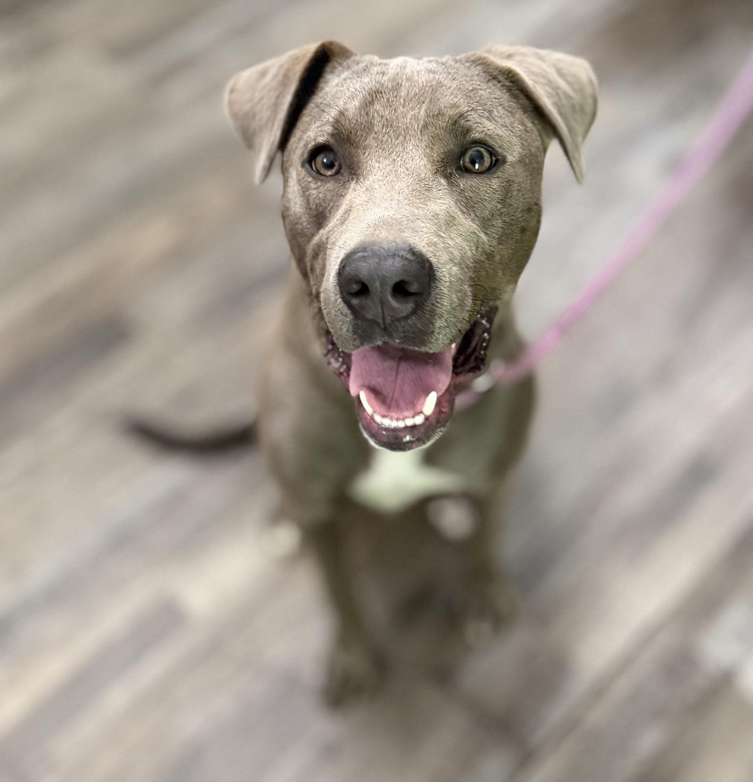 Enlarge Knight, a Adoptable mixed breed in Woburn, MA image 3/5
