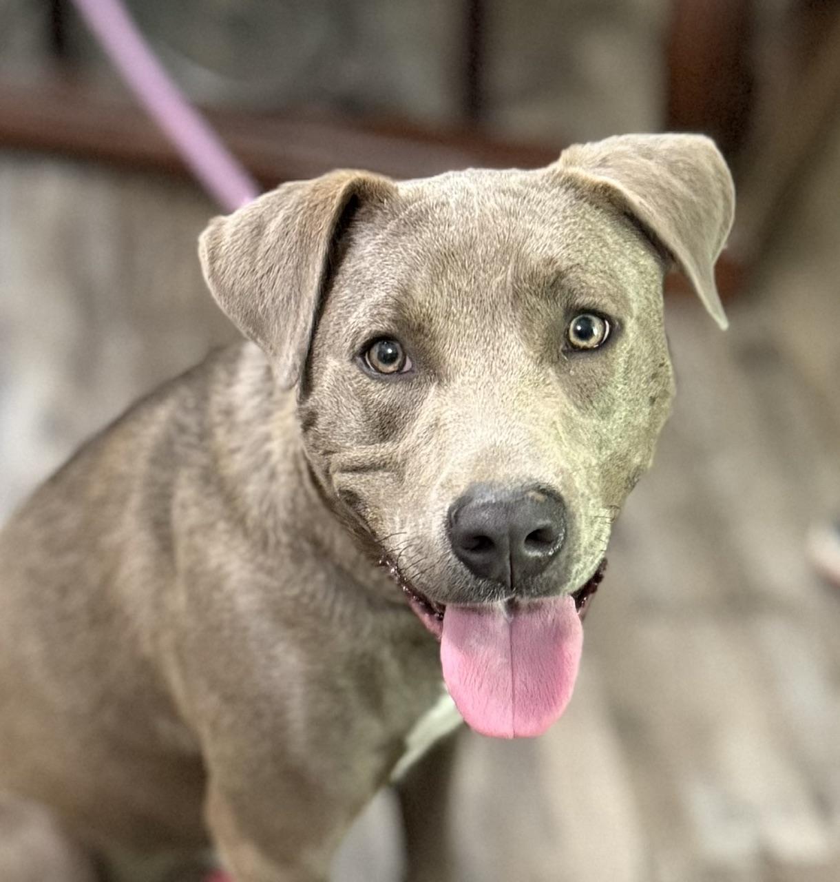 Enlarge Knight, a Adoptable mixed breed in Woburn, MA image 1/5