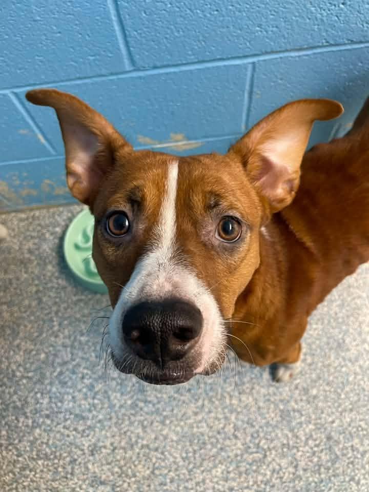 Enlarge Beans, a Adoptable mixed breed in Stillwater, OK image 5/6