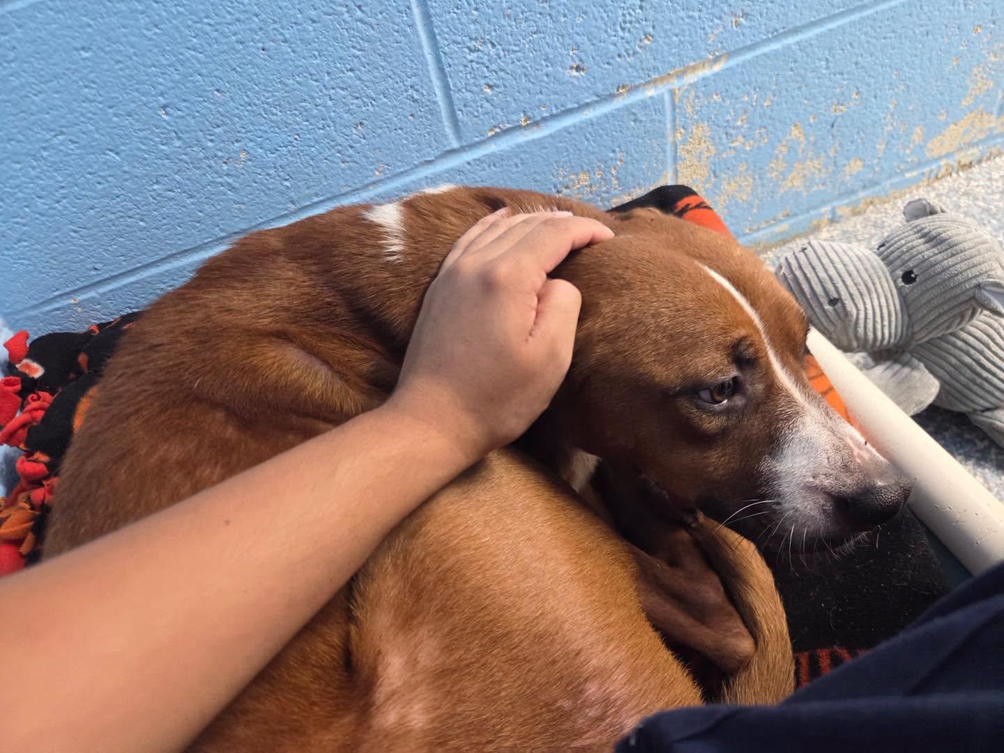 Enlarge Beans, a Adoptable mixed breed in Stillwater, OK image 2/6