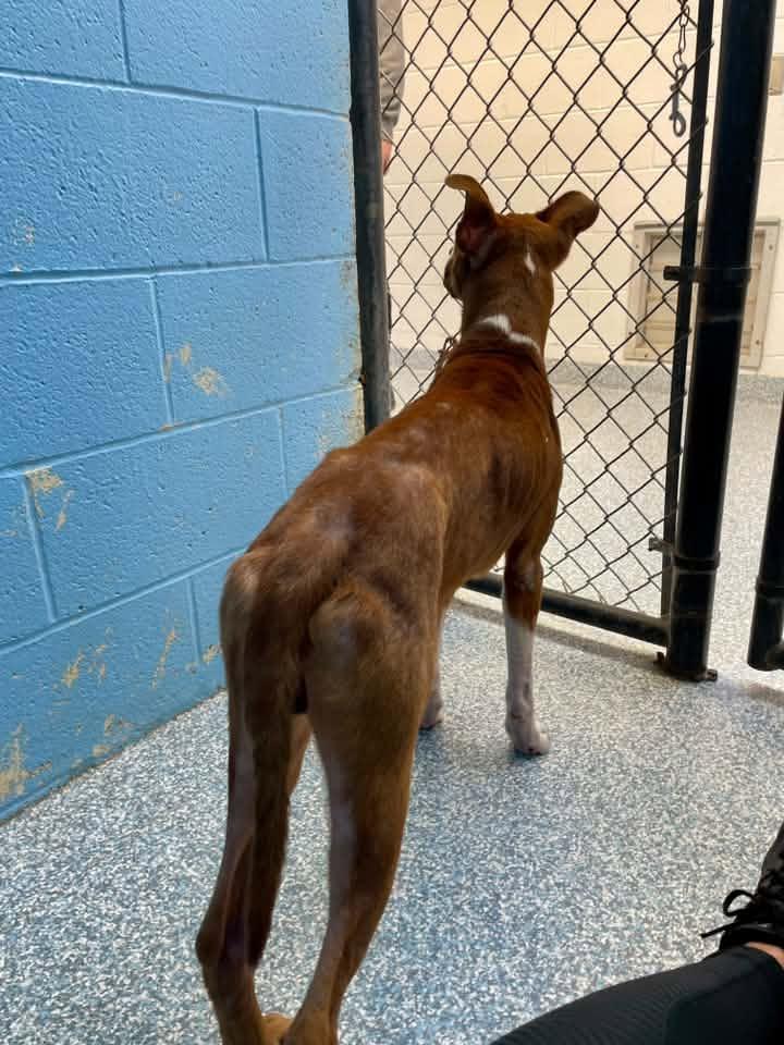 Enlarge Beans, a Adoptable mixed breed in Stillwater, OK image 4/6