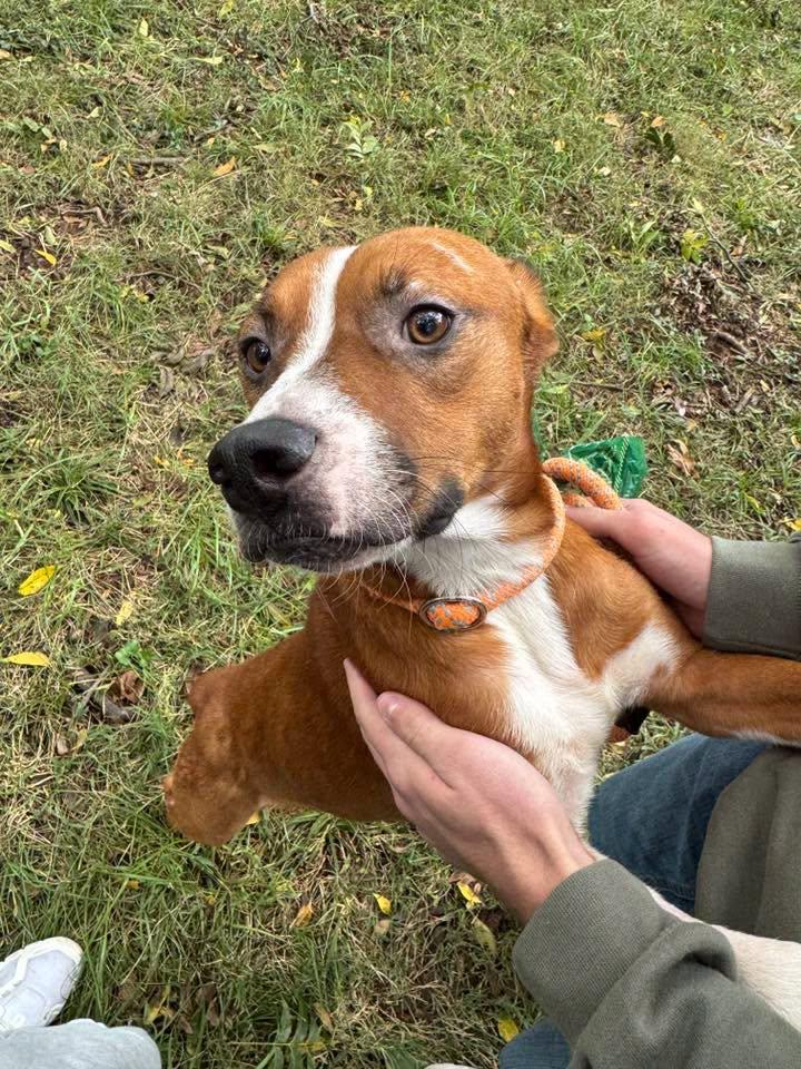 Enlarge Beans, a Adoptable mixed breed in Stillwater, OK image 6/6