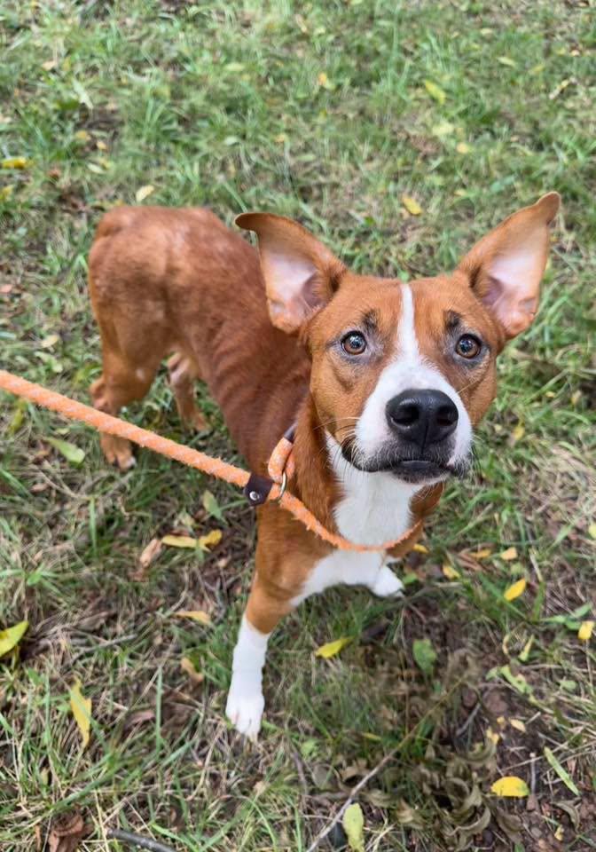 Enlarge Beans, a Adoptable mixed breed in Stillwater, OK image 1/6