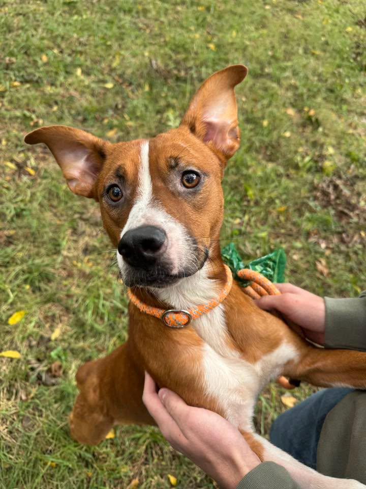 Enlarge Beans, a Adoptable mixed breed in Stillwater, OK image 3/6