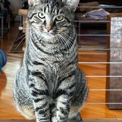 Dum-Dum, Adoptable, Young Male Domestic Short Hair.