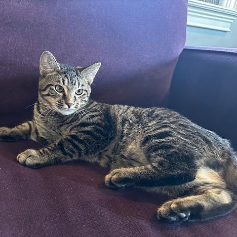 Enlarge Dum-Dum, an adopted Domestic Short Hair in Pittsburgh, PA image 6/6