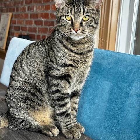 Enlarge Dum-Dum, an adopted Domestic Short Hair in Pittsburgh, PA image 2/6