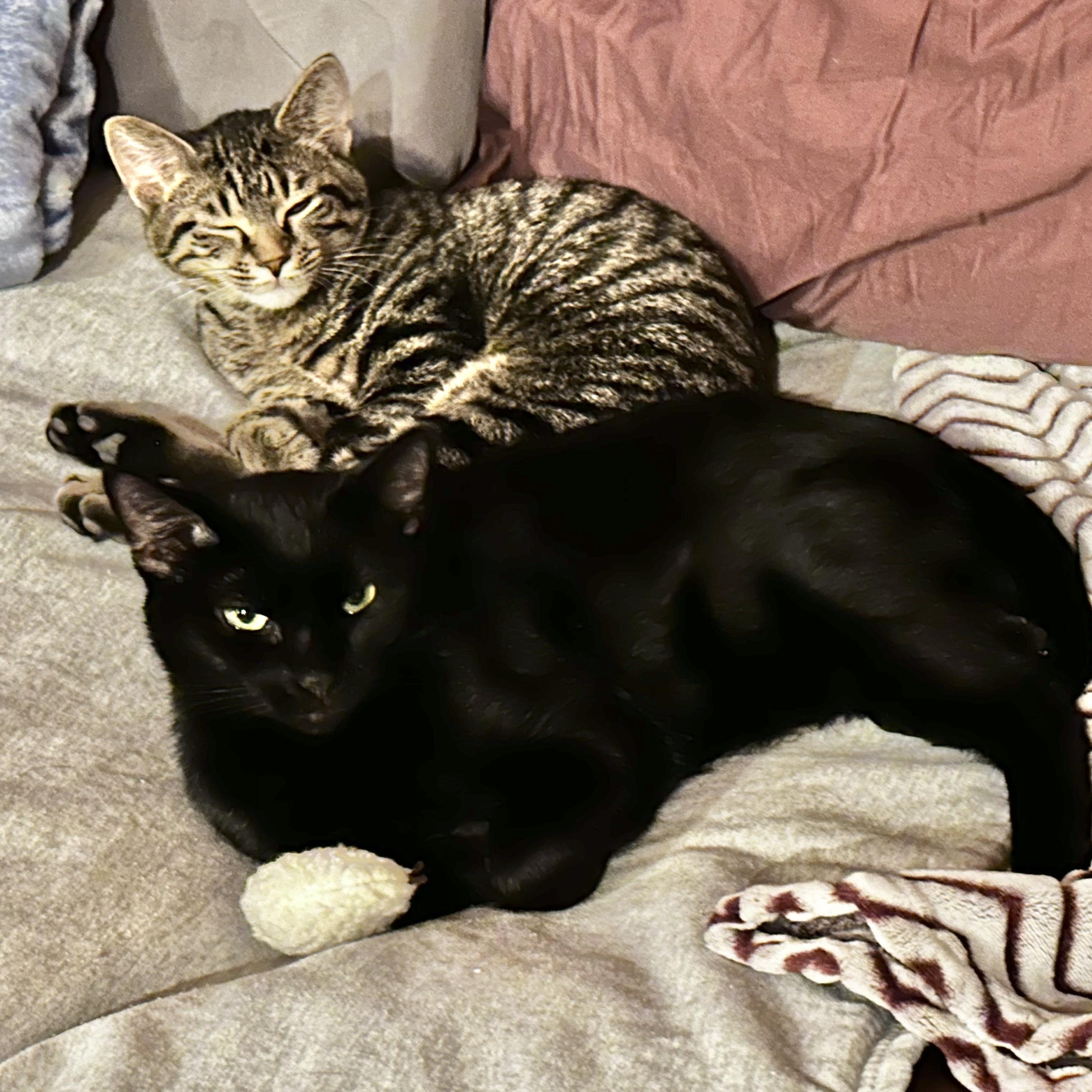 Enlarge Dum-Dum, an adopted Domestic Short Hair in Pittsburgh, PA image 5/6