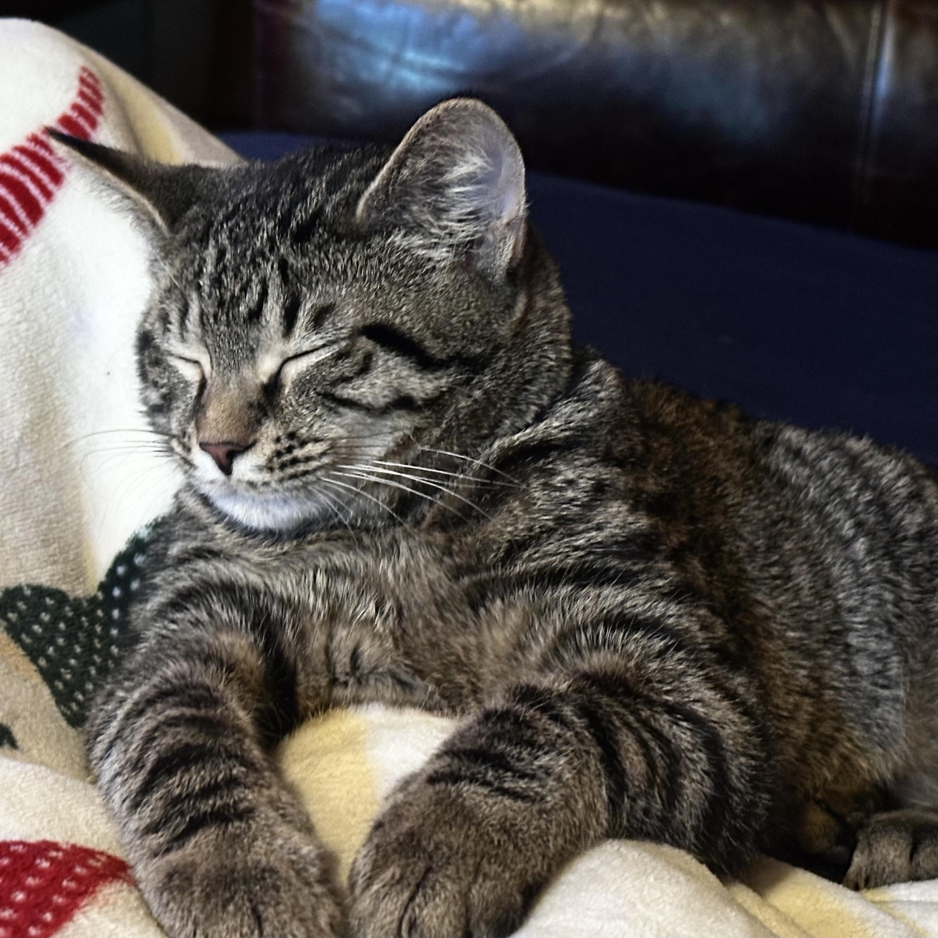 Enlarge Dum-Dum, an adopted Domestic Short Hair in Pittsburgh, PA image 4/6