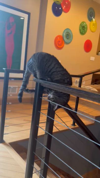 Enlarge Dum-Dum, an adopted Domestic Short Hair in Pittsburgh, PA video 3/6