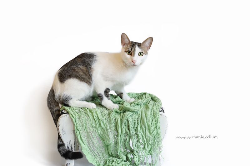 O'Malley, a Adoptable Domestic Short Hair in Homewood, AL image 1/5