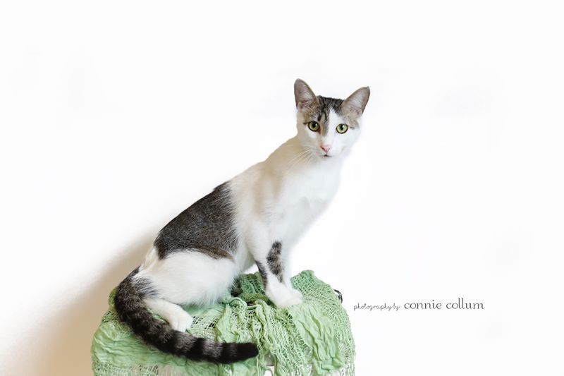 O'Malley, a Adoptable Domestic Short Hair in Homewood, AL image 2/5
