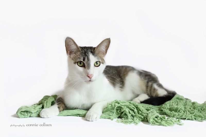 O'Malley, a Adoptable Domestic Short Hair in Homewood, AL image 3/5