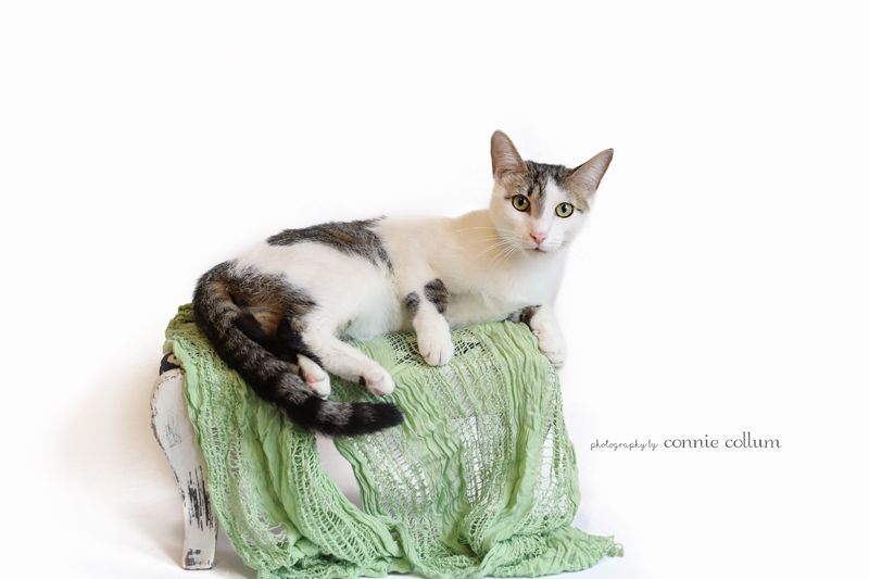 O'Malley, a Adoptable Domestic Short Hair in Homewood, AL image 4/5