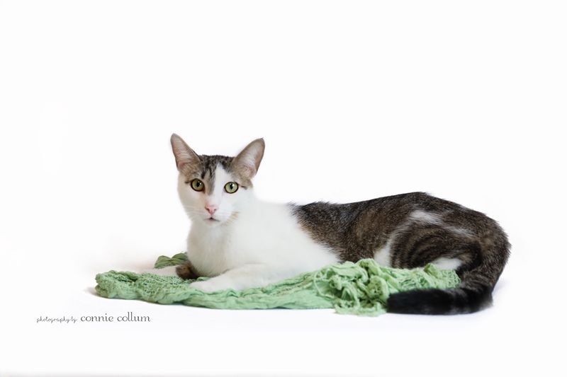 O'Malley, a Adoptable Domestic Short Hair in Homewood, AL image 5/5