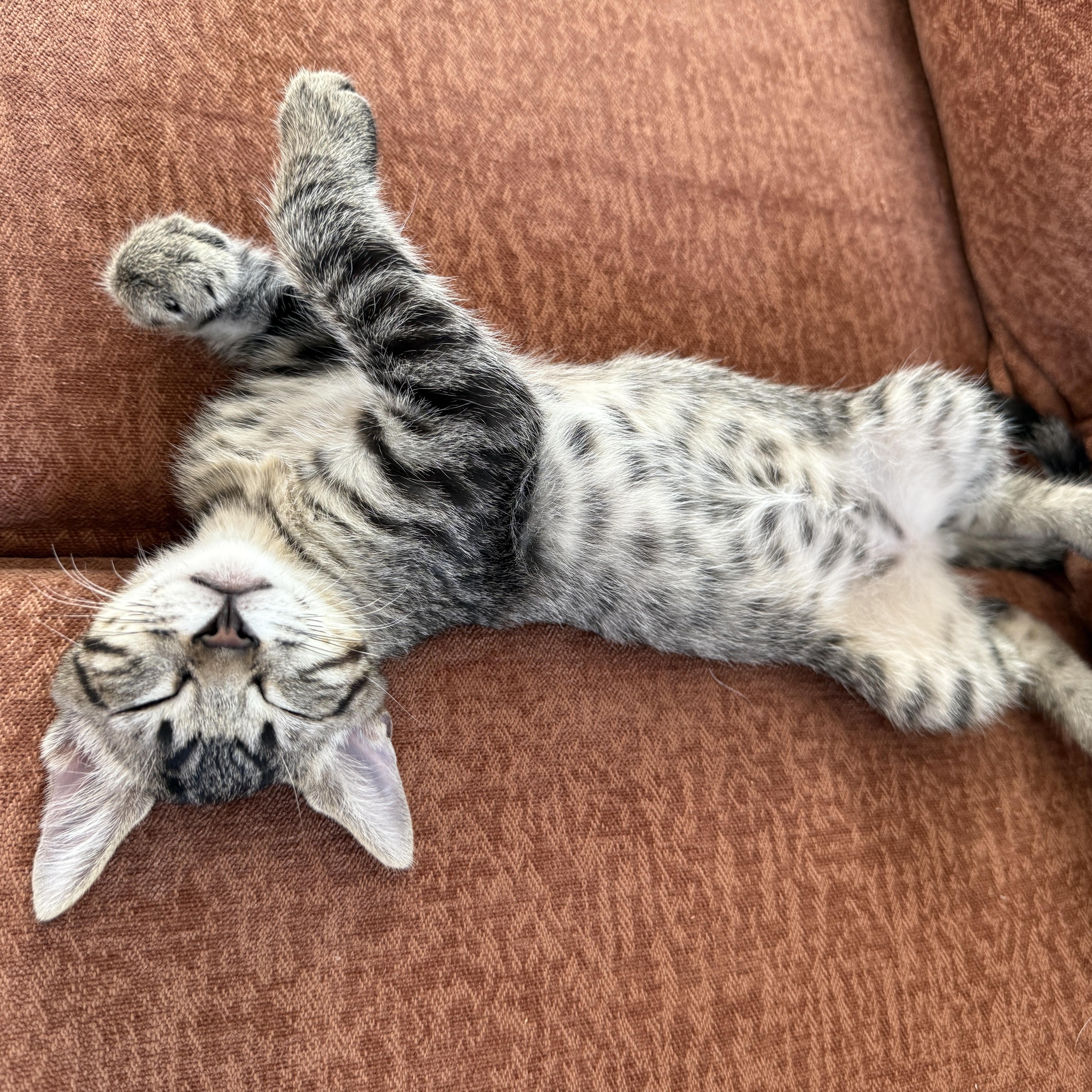 Enlarge Frankie, a Adoptable Tabby in Los Angeles, CA image 2/4