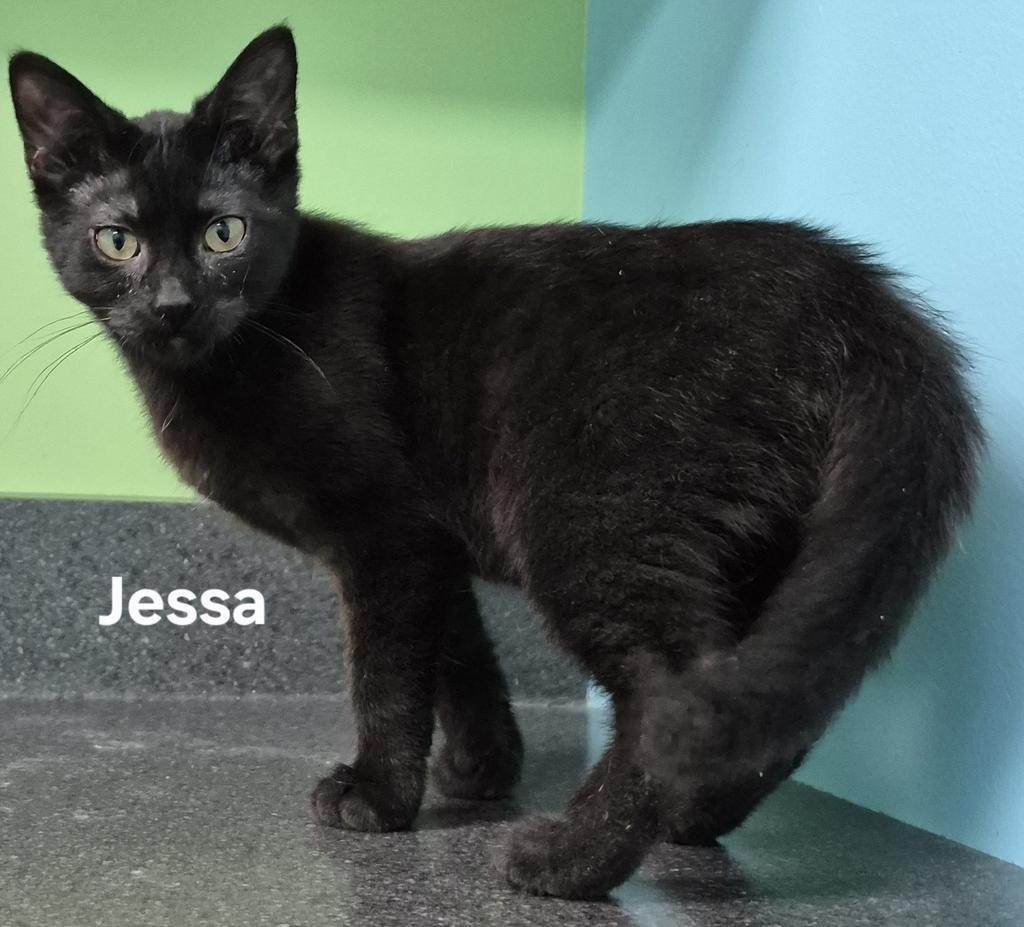 Jessa, Adopted, Young Female Domestic Short Hair.