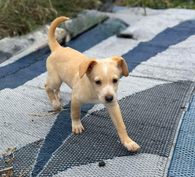 Cleo, a Adoptable mixed breed in Marengo, IL image 1/2