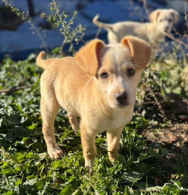 Cleo, a Adoptable mixed breed in Marengo, IL image 2/2