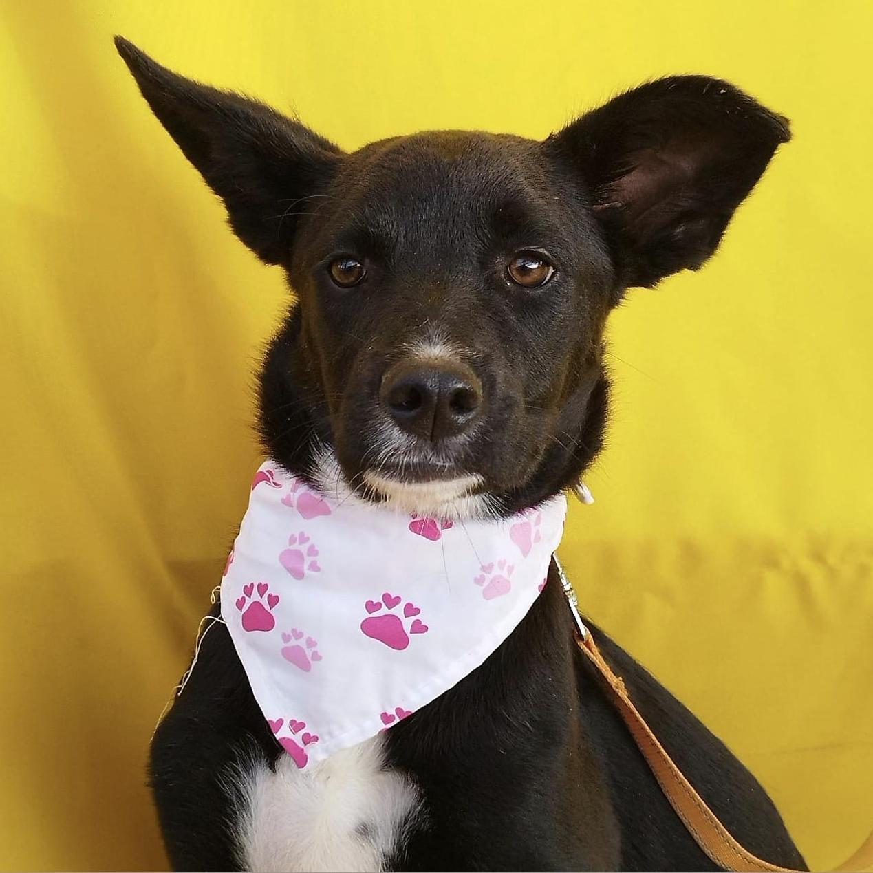 COCOA, Adoptable, Young Female Terrier.