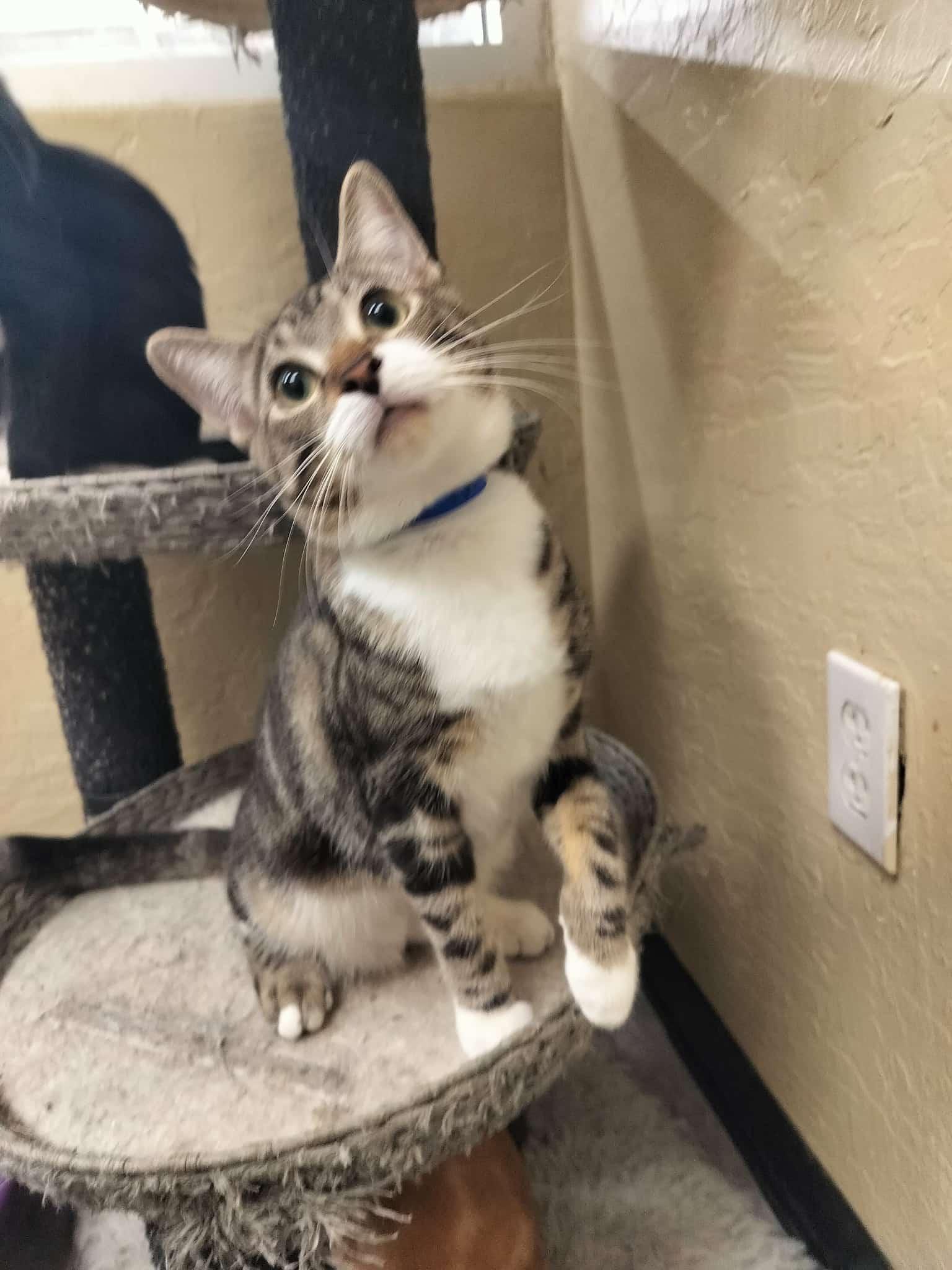 Hunter, Adoptable, Young Male Tabby.