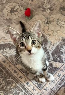 Enlarge Hunter, a Adoptable Tabby in Parlier, CA image 2/6