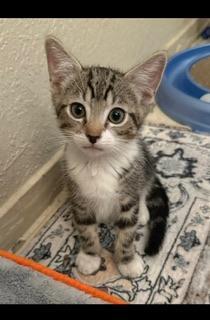 Enlarge Hunter, a Adoptable Tabby in Parlier, CA image 3/6