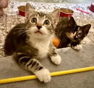 Hunter, a Adoptable Tabby in Parlier, CA image 3/6