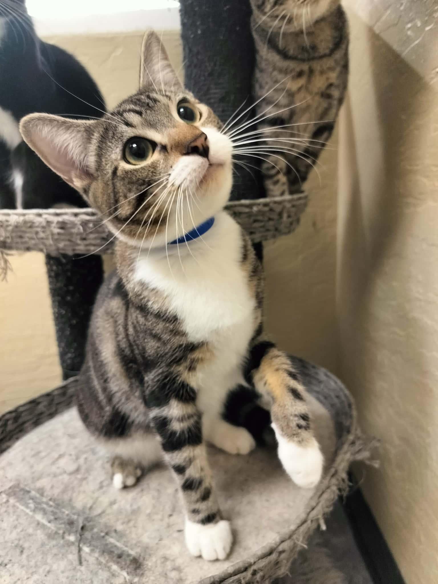 Hunter, a Adoptable Tabby in Parlier, CA image 4/6