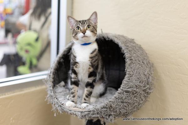 Enlarge Hunter, a Adoptable Tabby in Parlier, CA image 6/6