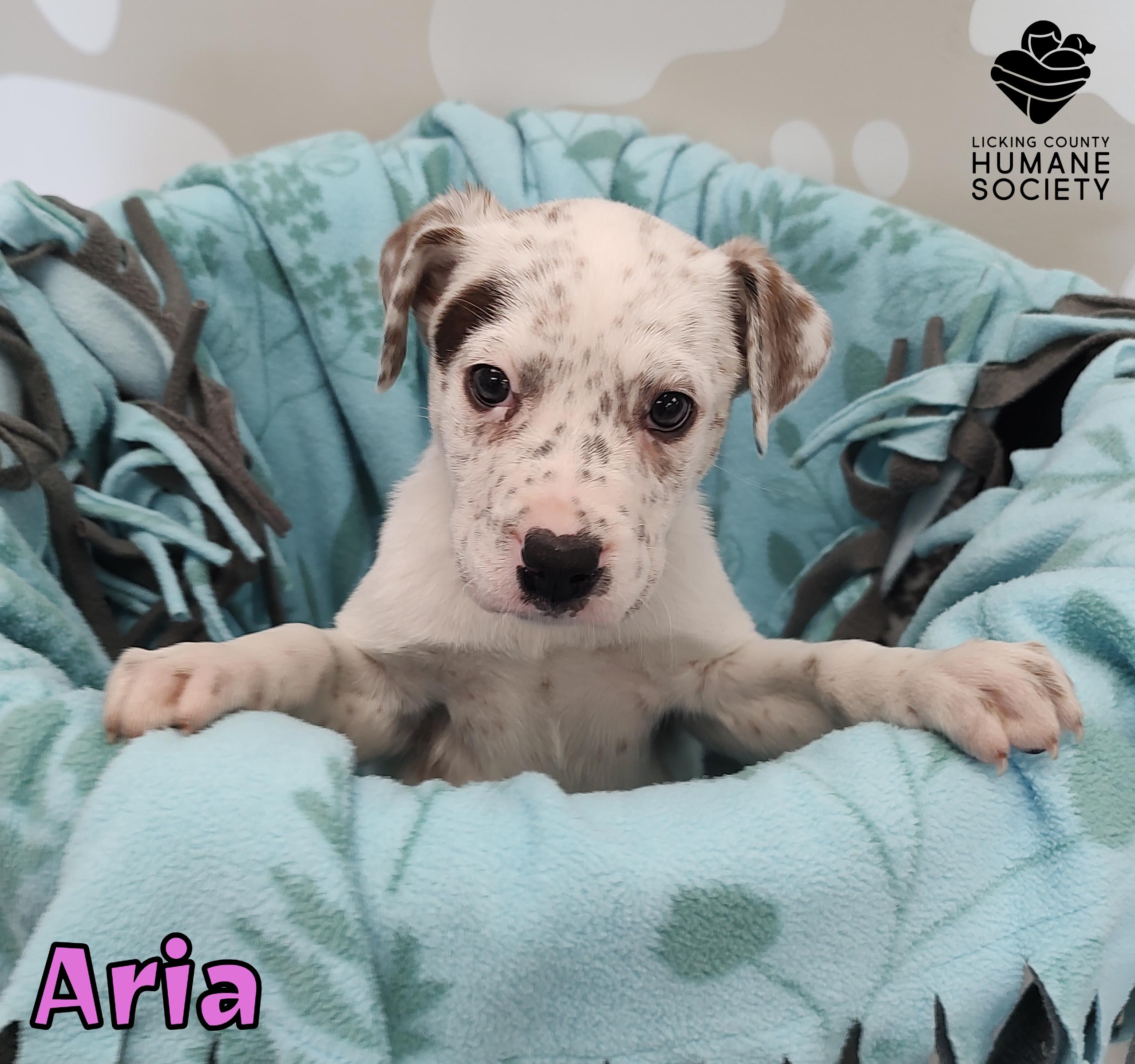 Enlarge Aria, a Adoptable mixed breed in Heath, OH image 1/1