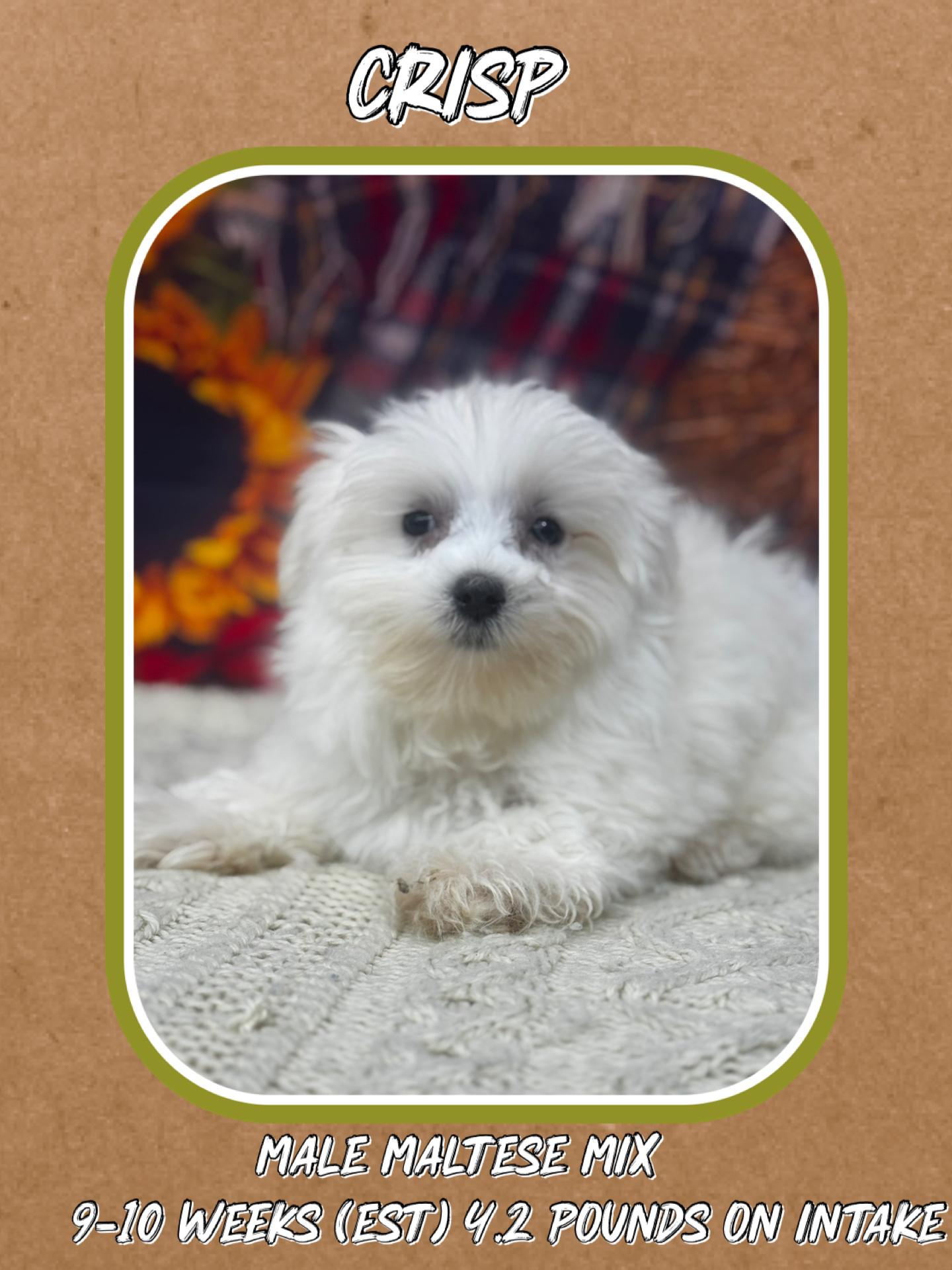 Running Vest | Hydration Running Pack