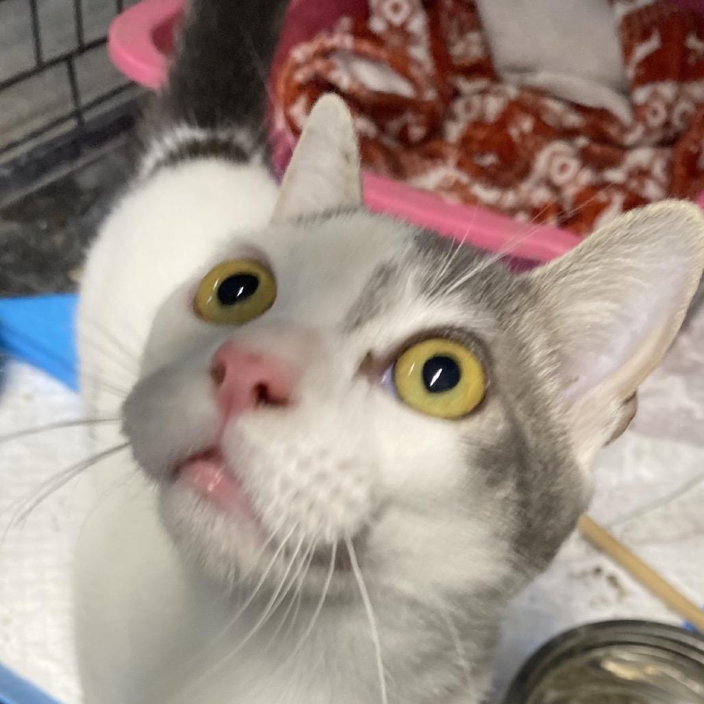 Pearl, Adoptable, Kitten Female Domestic Short Hair.