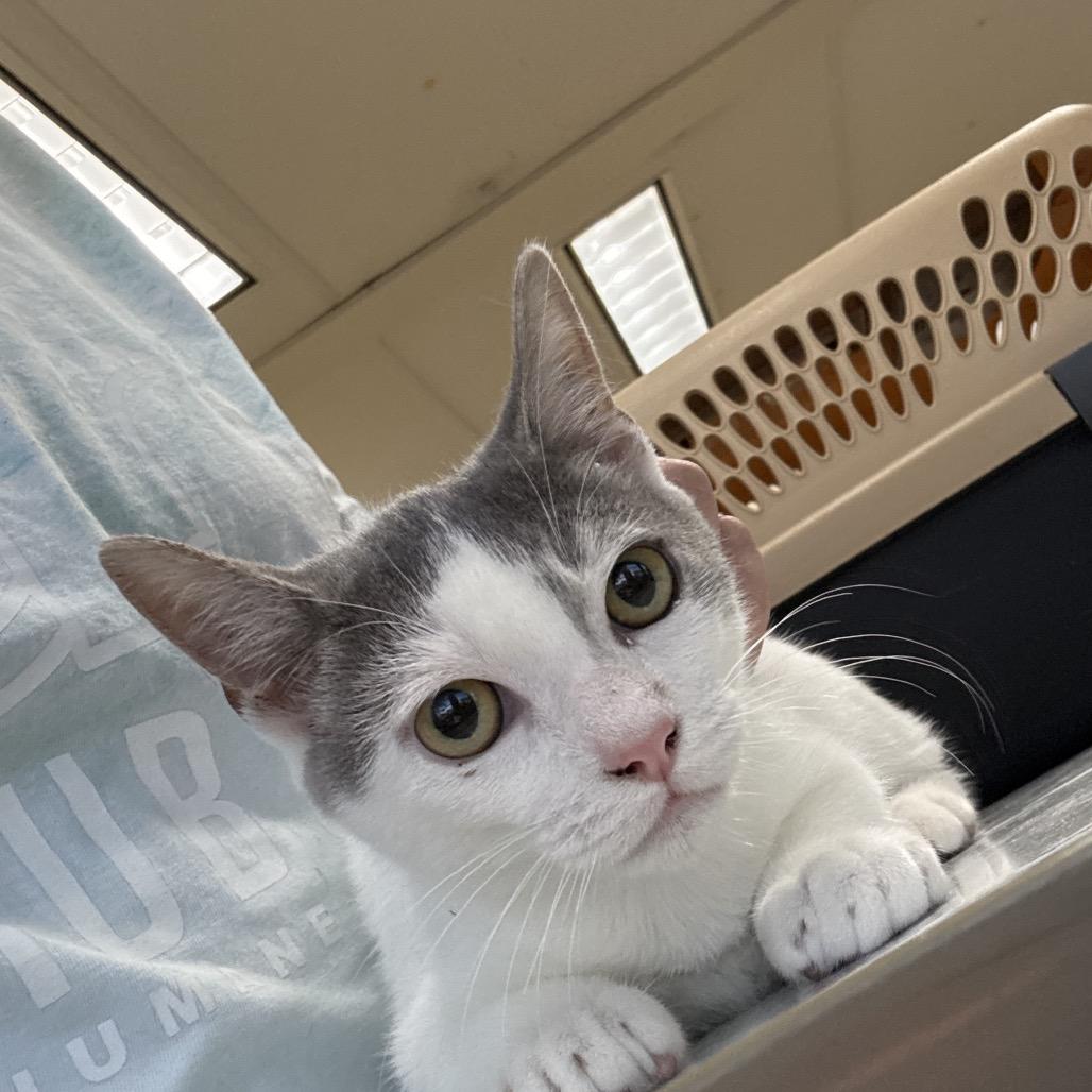 Enlarge Pearl, a Adoptable Domestic Short Hair in Hattiesburg, MS image 1/2