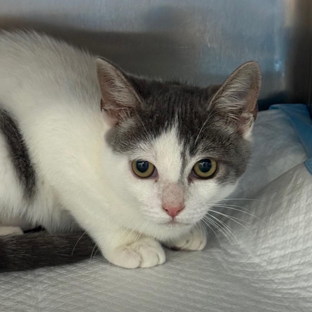 Enlarge Pearl, a Adoptable Domestic Short Hair in Hattiesburg, MS image 2/2