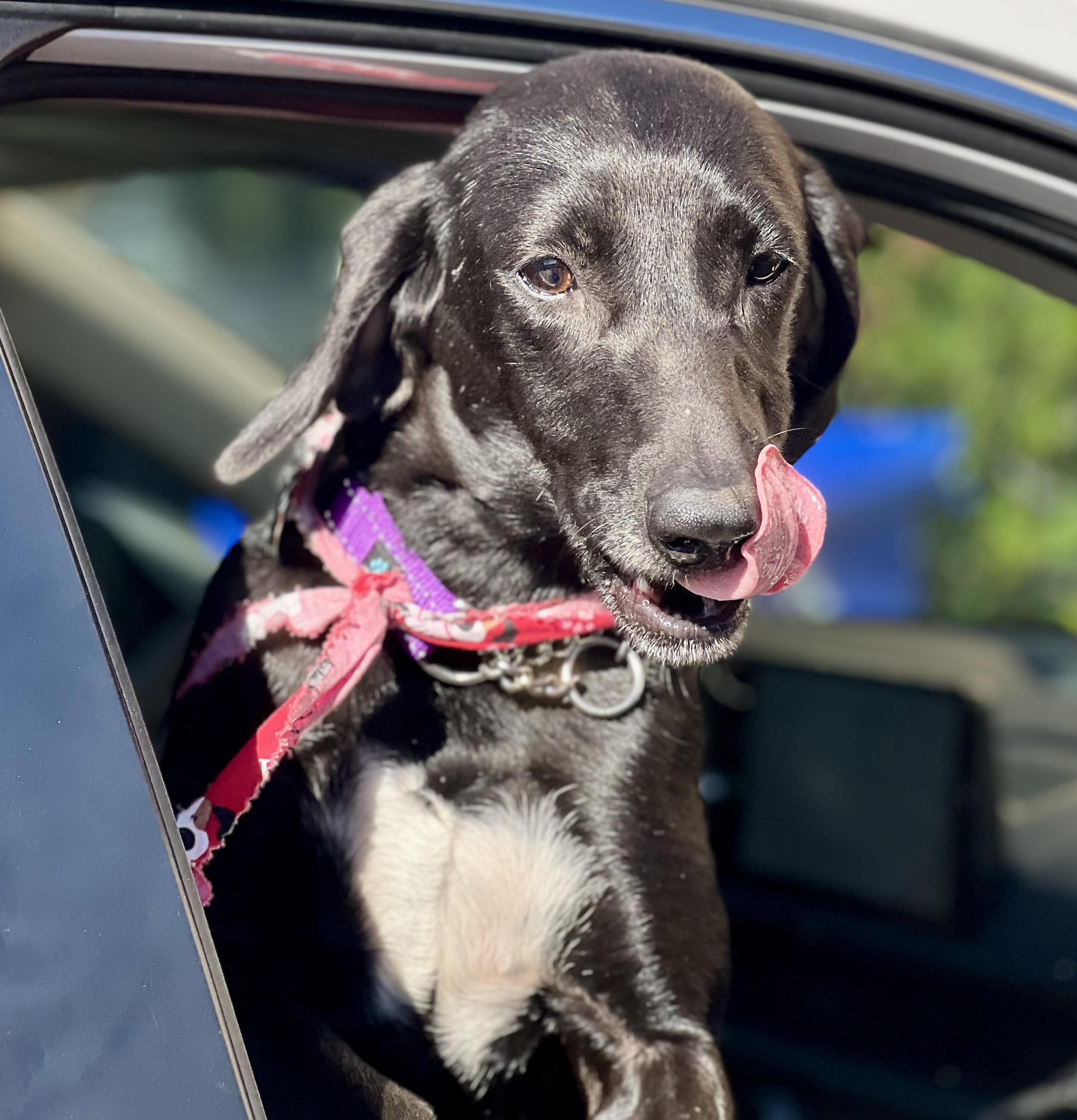 Enlarge Bessie, a ADOPTABLE mixed breed in Mt Pleasant, SC image 4/6