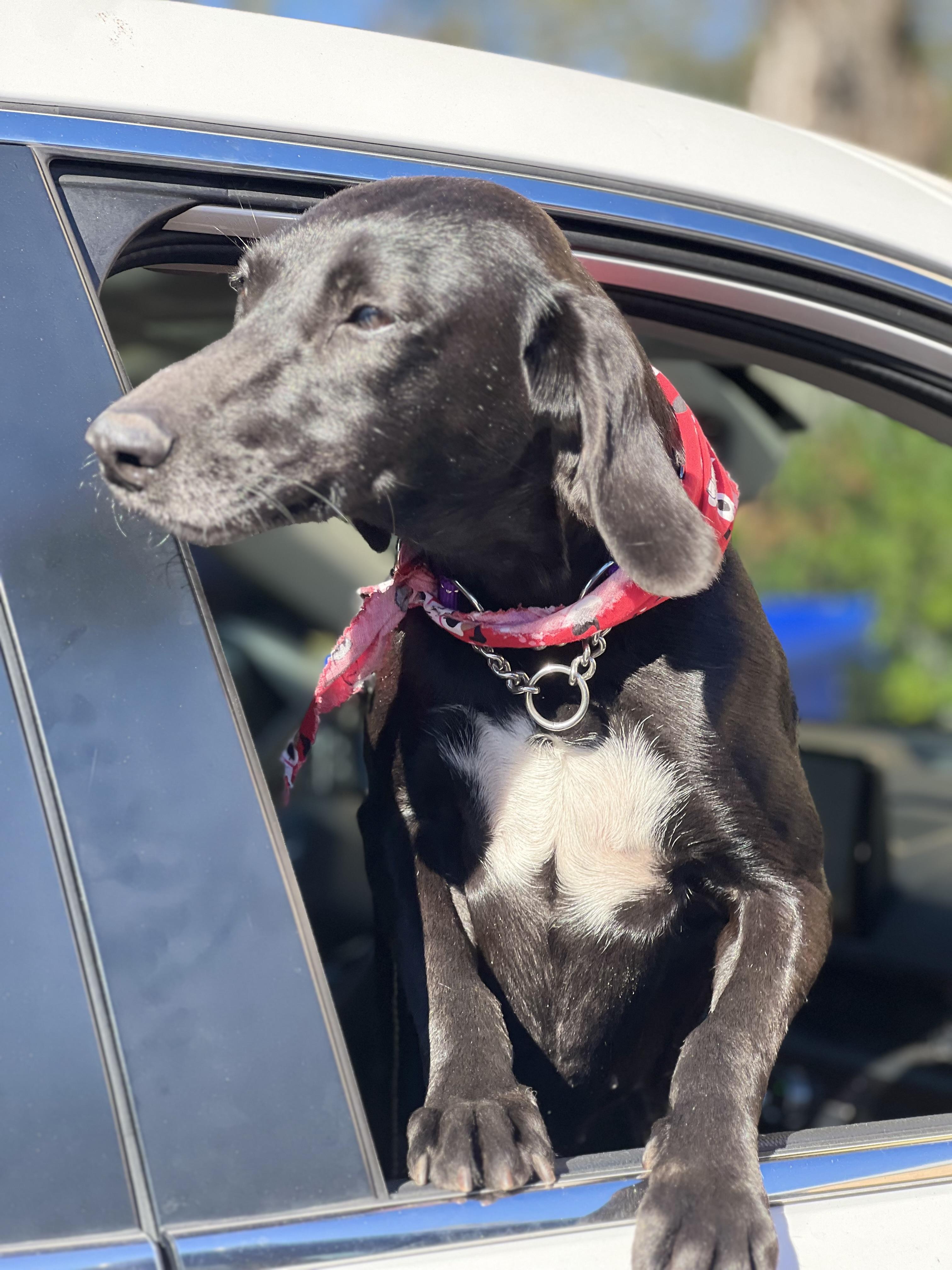 Enlarge Bessie, a ADOPTABLE mixed breed in Mt Pleasant, SC image 2/6