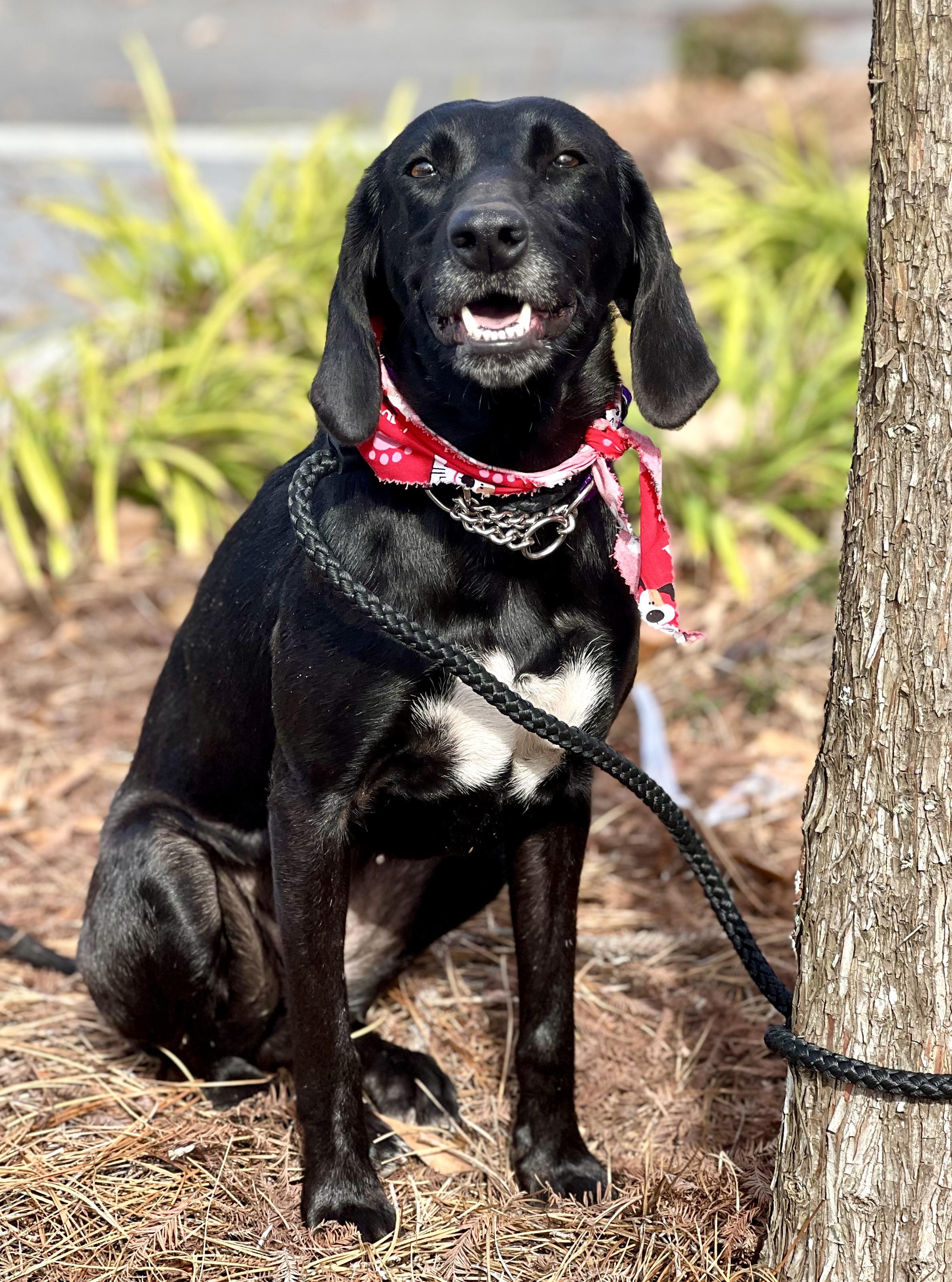 Enlarge Bessie, a ADOPTABLE mixed breed in Mt Pleasant, SC image 6/6