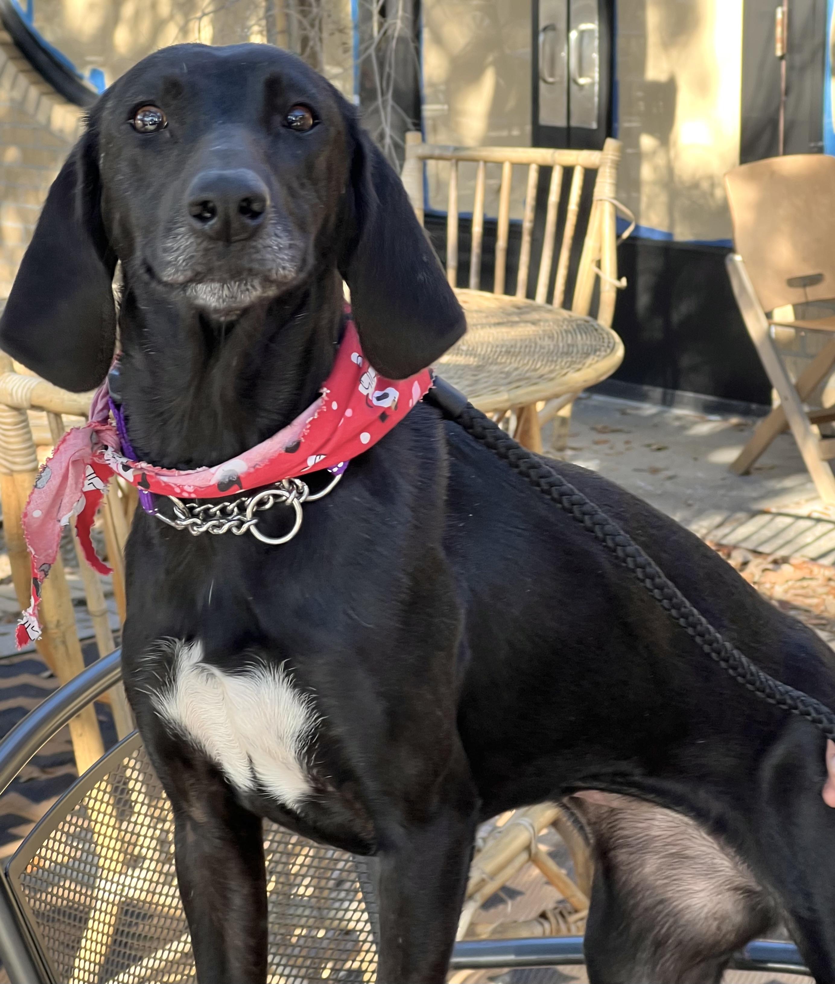 Enlarge Bessie, a ADOPTABLE mixed breed in Mt Pleasant, SC image 5/6