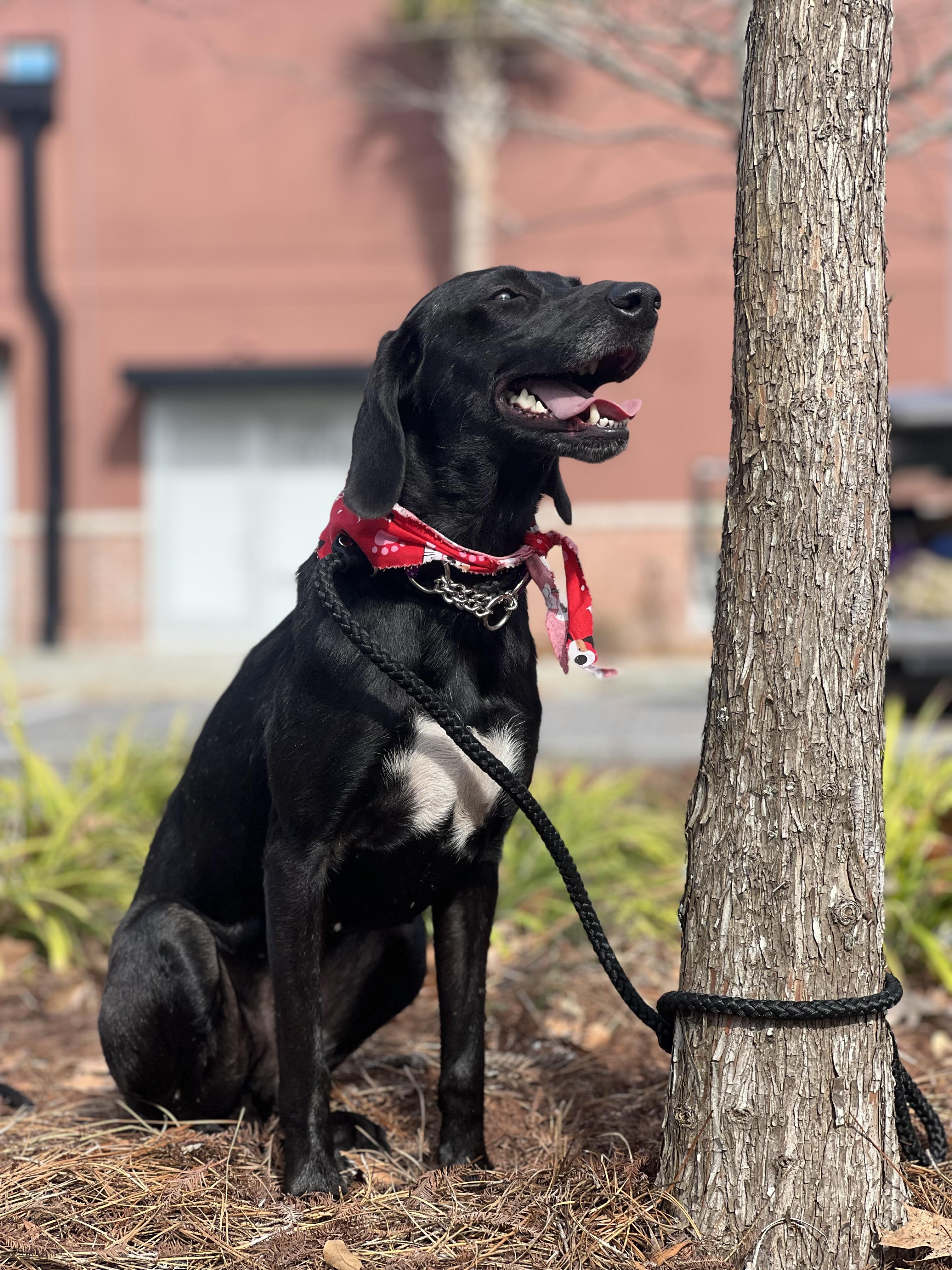 Enlarge Bessie, a ADOPTABLE mixed breed in Mt Pleasant, SC image 3/6
