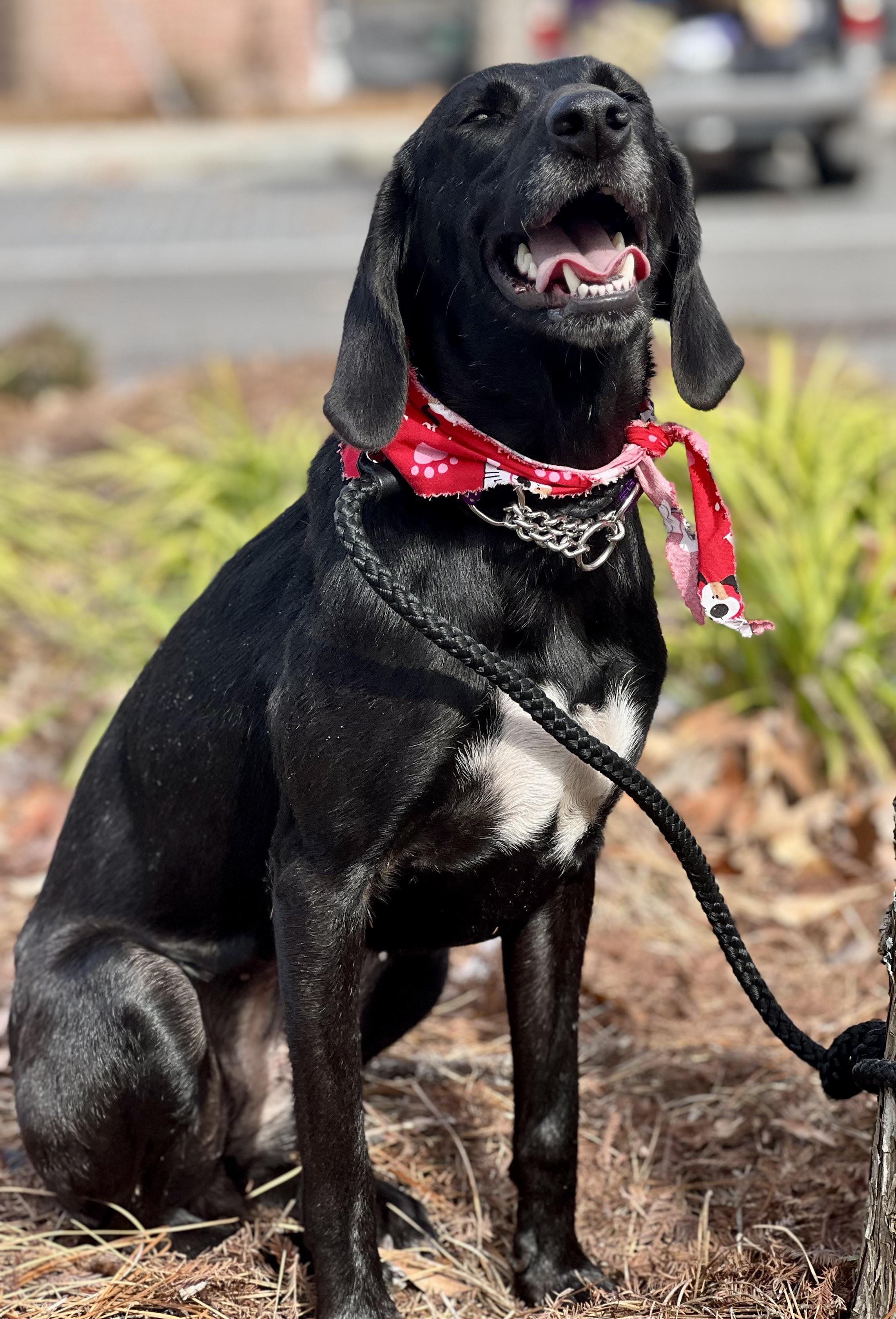 Enlarge Bessie, a ADOPTABLE mixed breed in Mt Pleasant, SC image 1/6