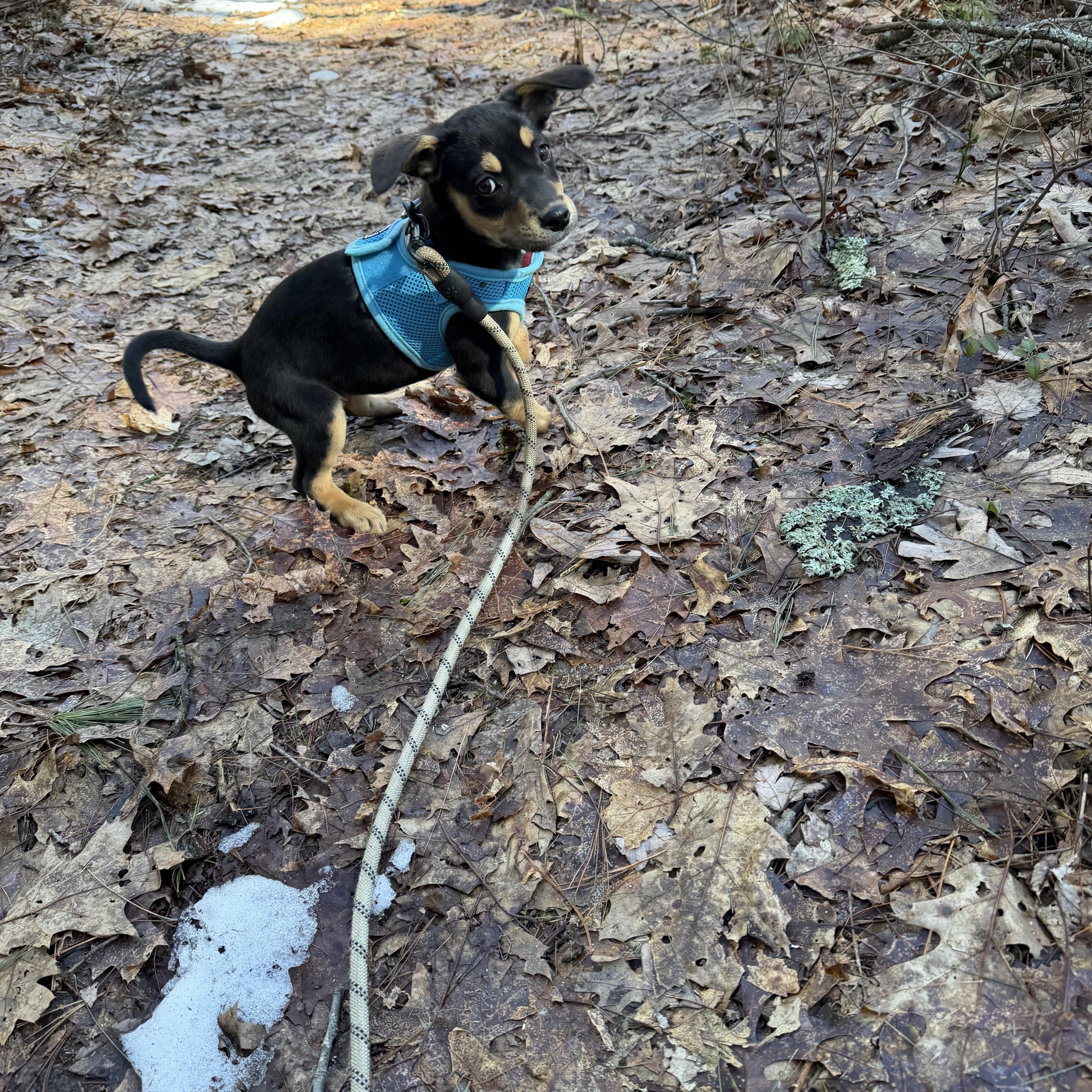 Enlarge Clare, a ADOPTABLE mixed breed in Billerica, MA image 3/6