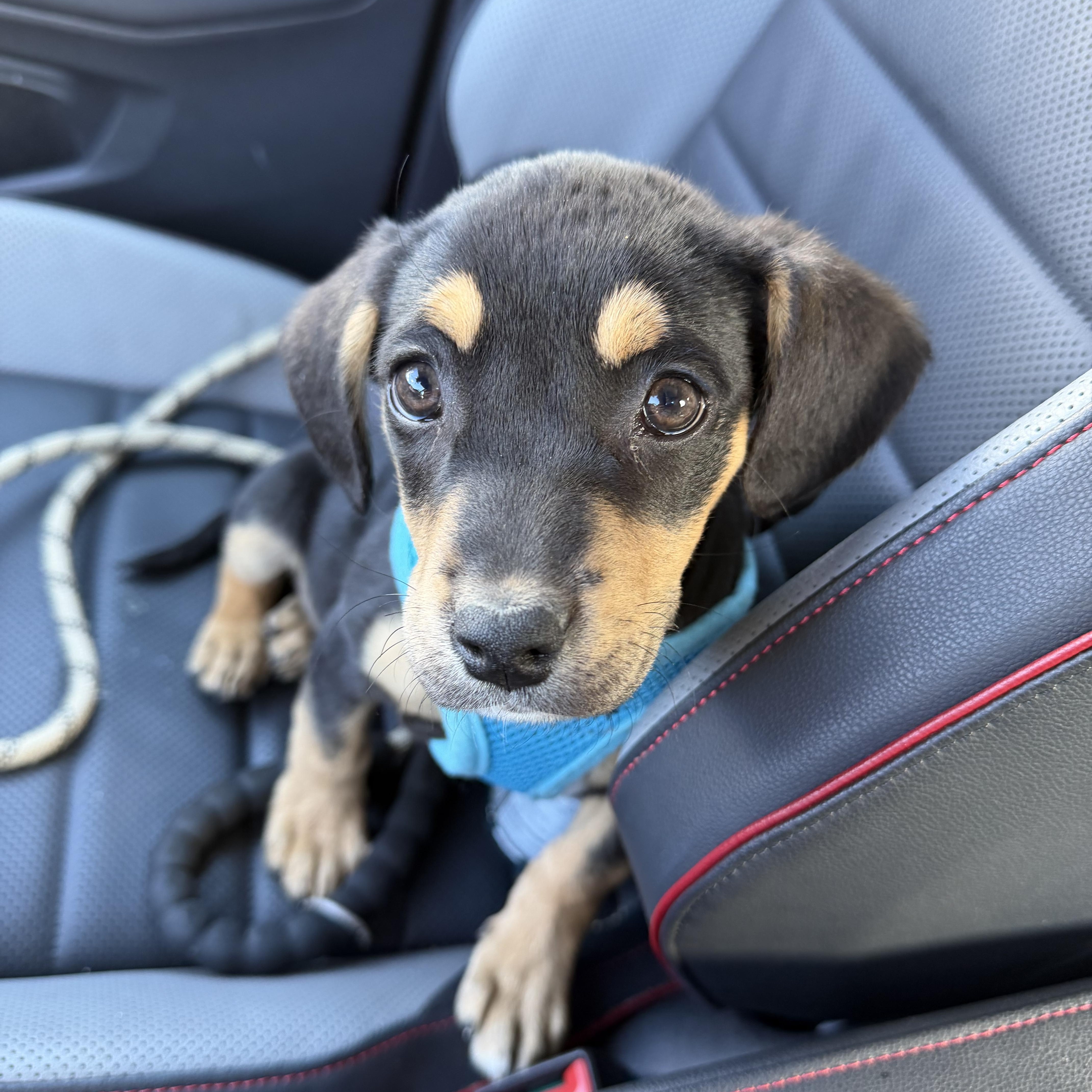 Clare, ADOPTABLE, Puppy Female Golden Retriever & Hound.